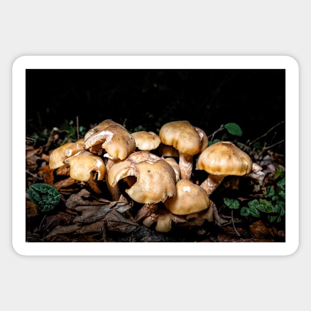 Autumnal Fungi at Night Sticker by GrahamPrentice